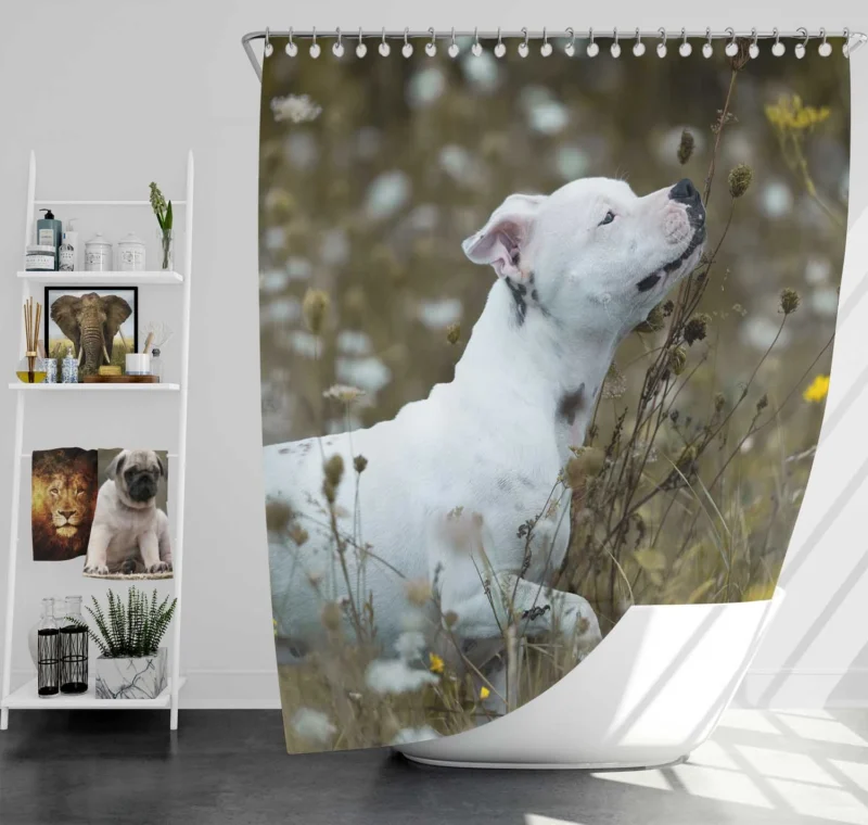 The Playful and Adorable Bull Terrier: Bull Terrier Shower Curtain