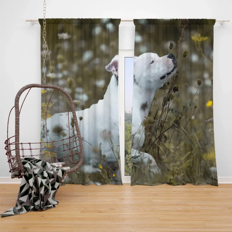 The Playful and Adorable Bull Terrier: Bull Terrier Window Curtain