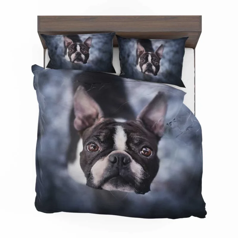 The Playful and Cute Boston Terrier: Boston Terrier Bedding Set 1
