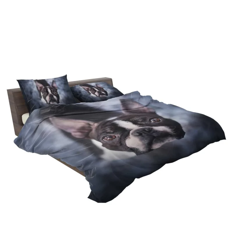 The Playful and Cute Boston Terrier: Boston Terrier Bedding Set 2