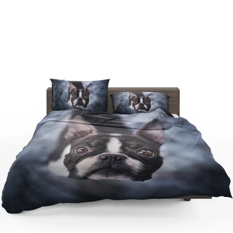The Playful and Cute Boston Terrier: Boston Terrier Bedding Set