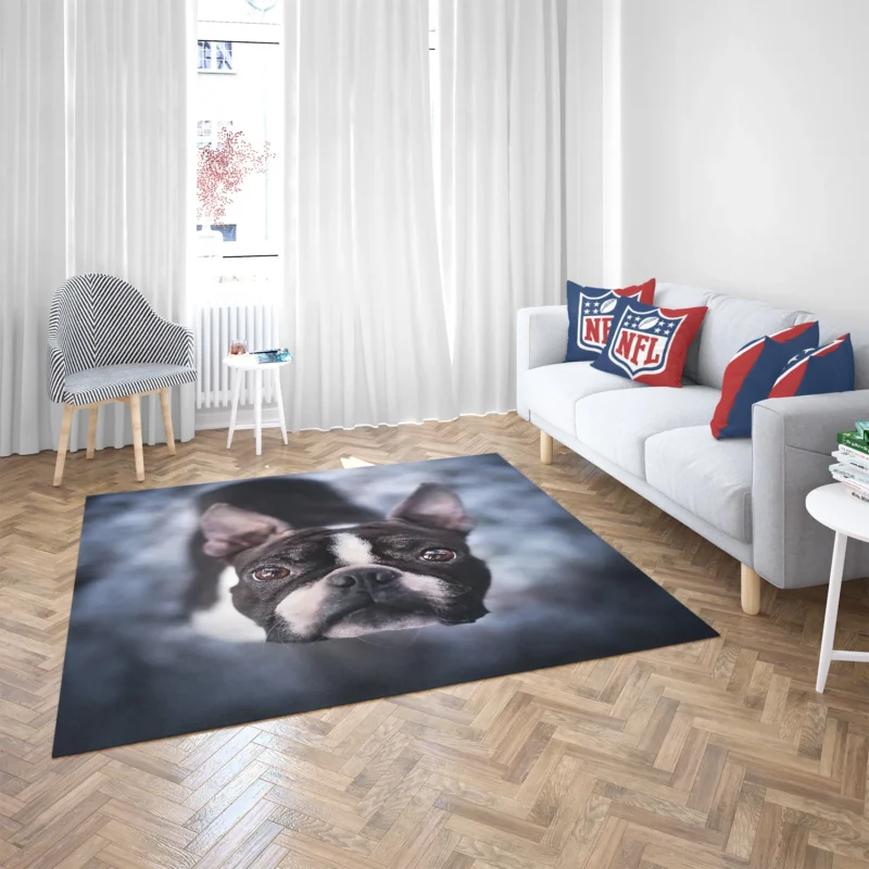 The Playful and Cute Boston Terrier: Boston Terrier Floor Rug 2