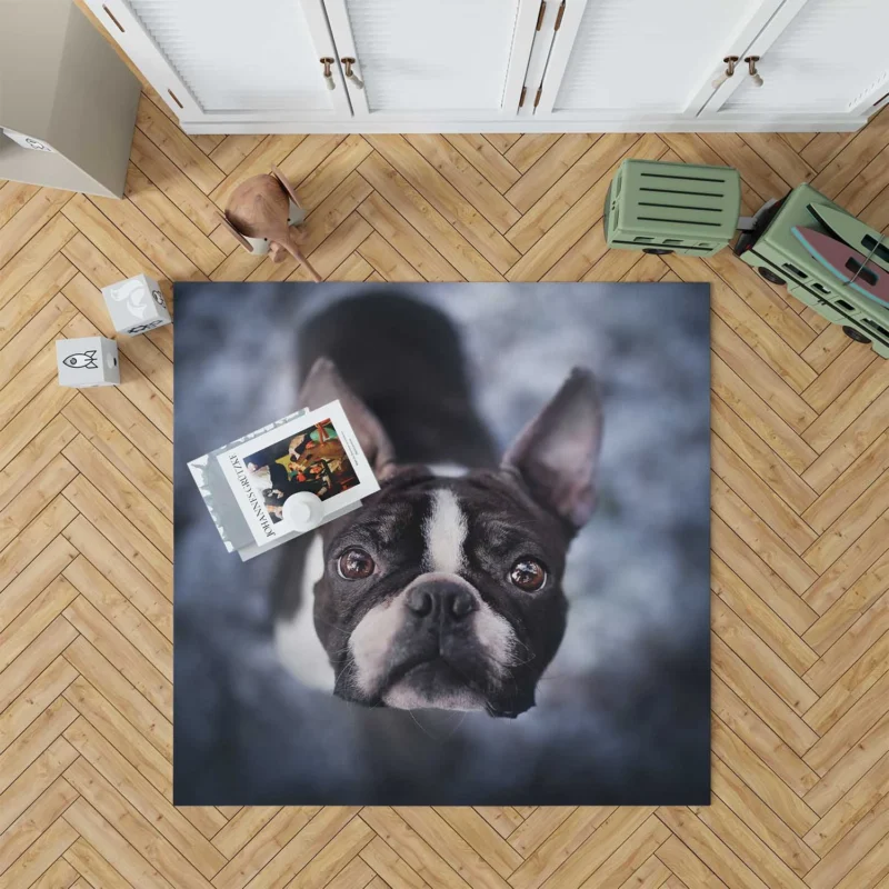 The Playful and Cute Boston Terrier: Boston Terrier Floor Rug