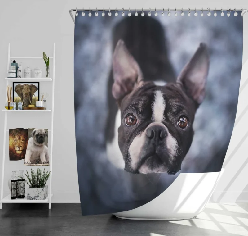 The Playful and Cute Boston Terrier: Boston Terrier Shower Curtain