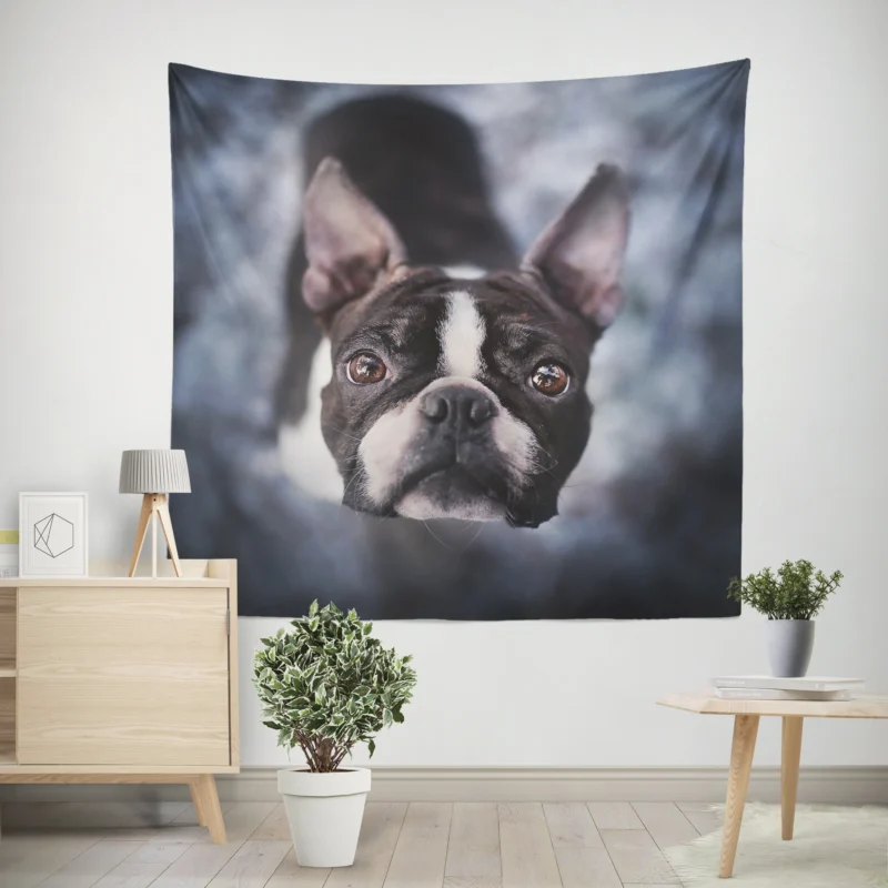 The Playful and Cute Boston Terrier  Boston Terrier Wall Tapestry