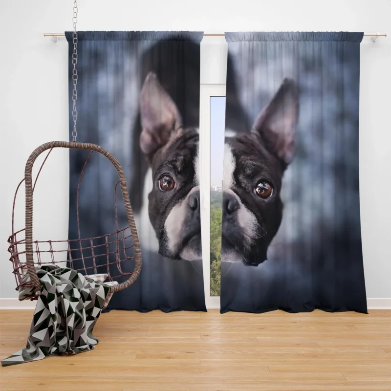 The Playful and Cute Boston Terrier: Boston Terrier Window Curtain