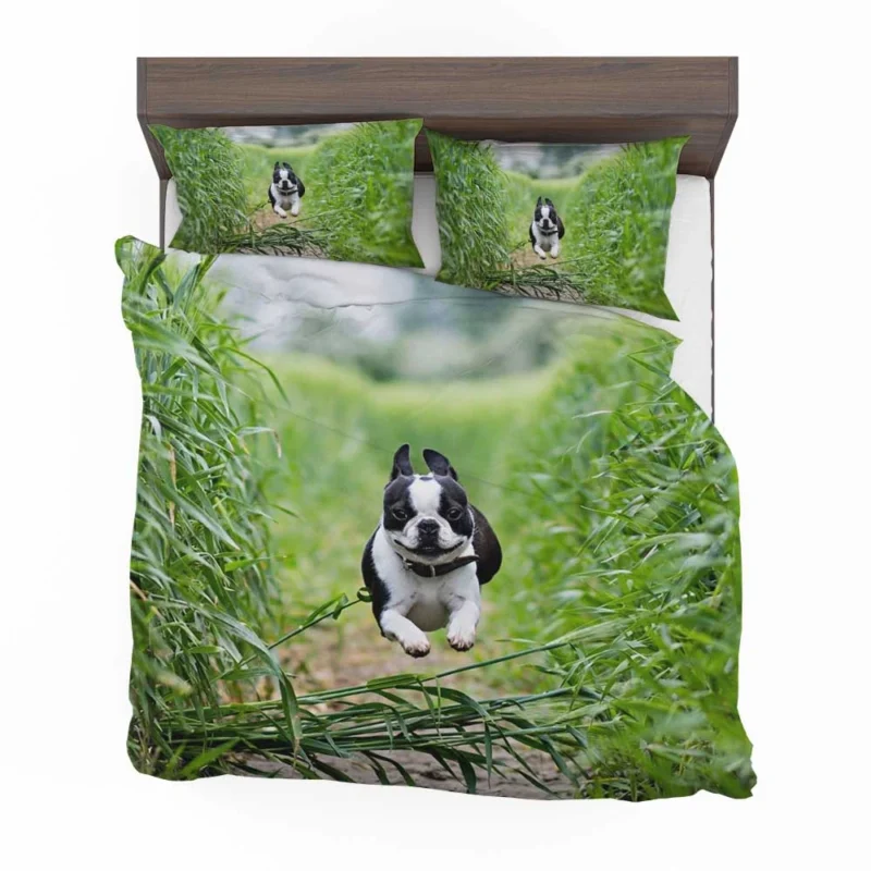 The Playful and Energetic Boston Terrier: Boston Terrier Bedding Set 1