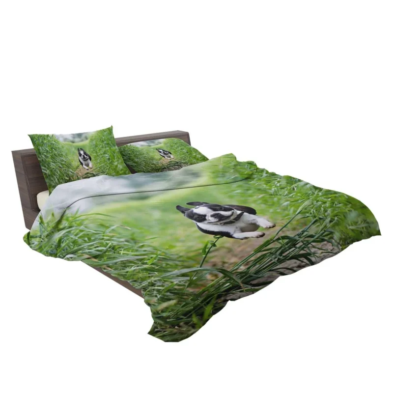 The Playful and Energetic Boston Terrier: Boston Terrier Bedding Set 2