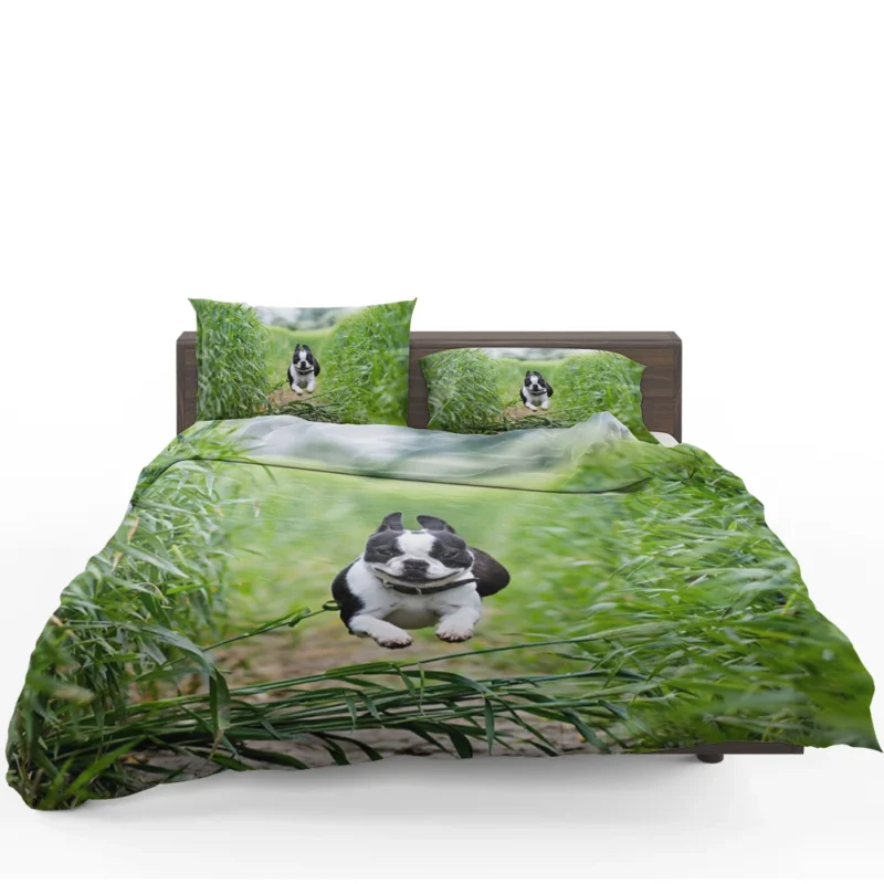 The Playful and Energetic Boston Terrier: Boston Terrier Bedding Set