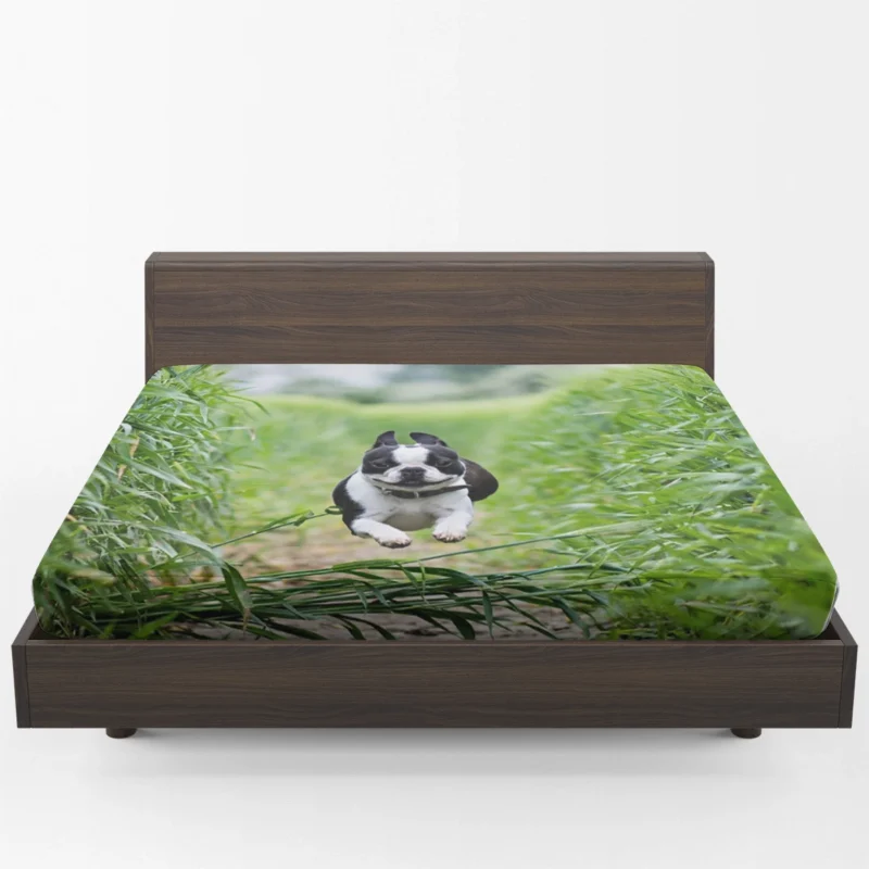 The Playful and Energetic Boston Terrier: Boston Terrier Fitted Sheet 1