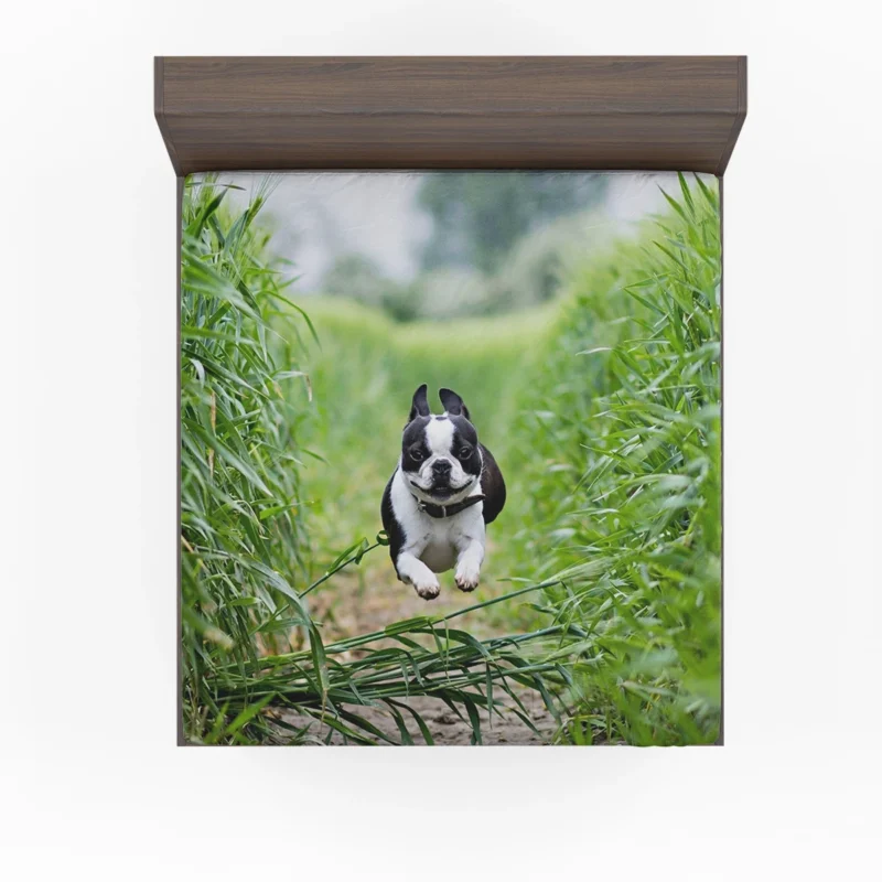 The Playful and Energetic Boston Terrier: Boston Terrier Fitted Sheet