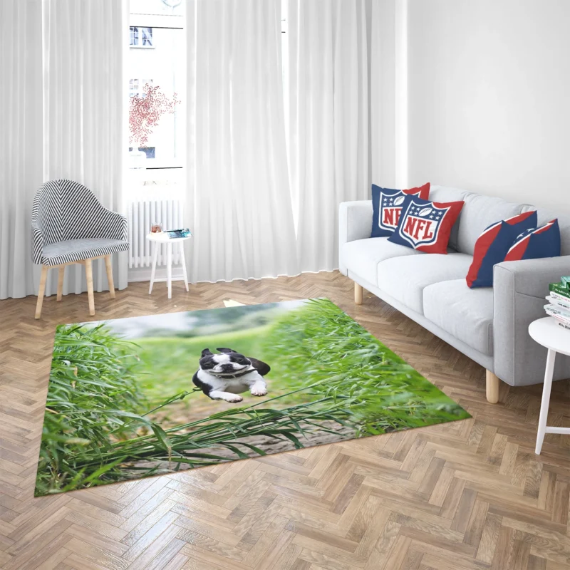 The Playful and Energetic Boston Terrier: Boston Terrier Floor Rug 2