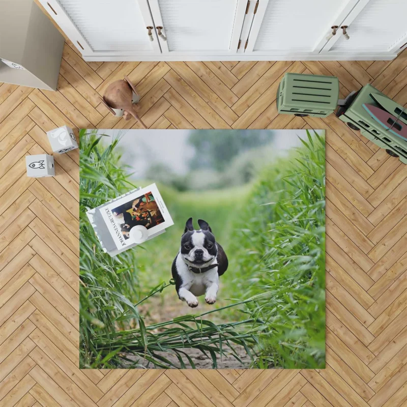 The Playful and Energetic Boston Terrier: Boston Terrier Floor Rug