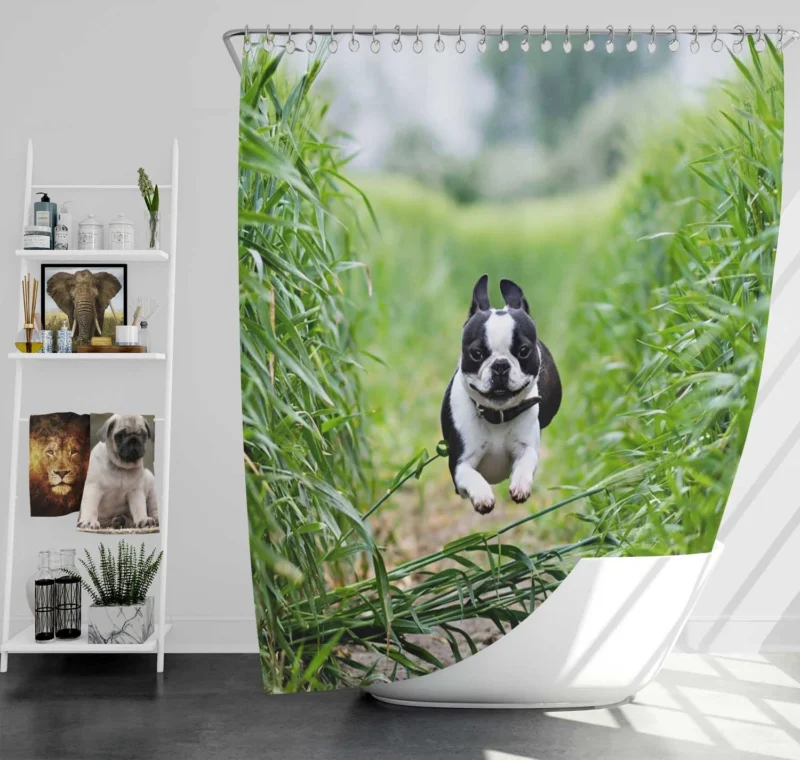 The Playful and Energetic Boston Terrier: Boston Terrier Shower Curtain