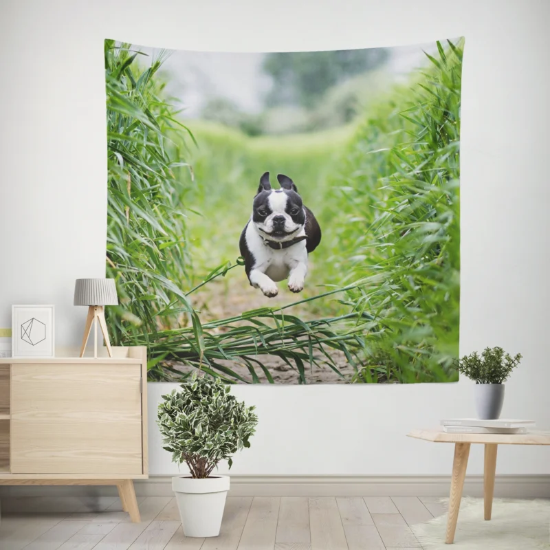 The Playful and Energetic Boston Terrier  Boston Terrier Wall Tapestry