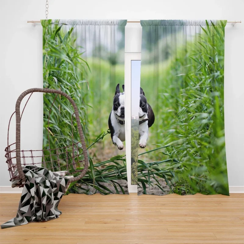 The Playful and Energetic Boston Terrier: Boston Terrier Window Curtain