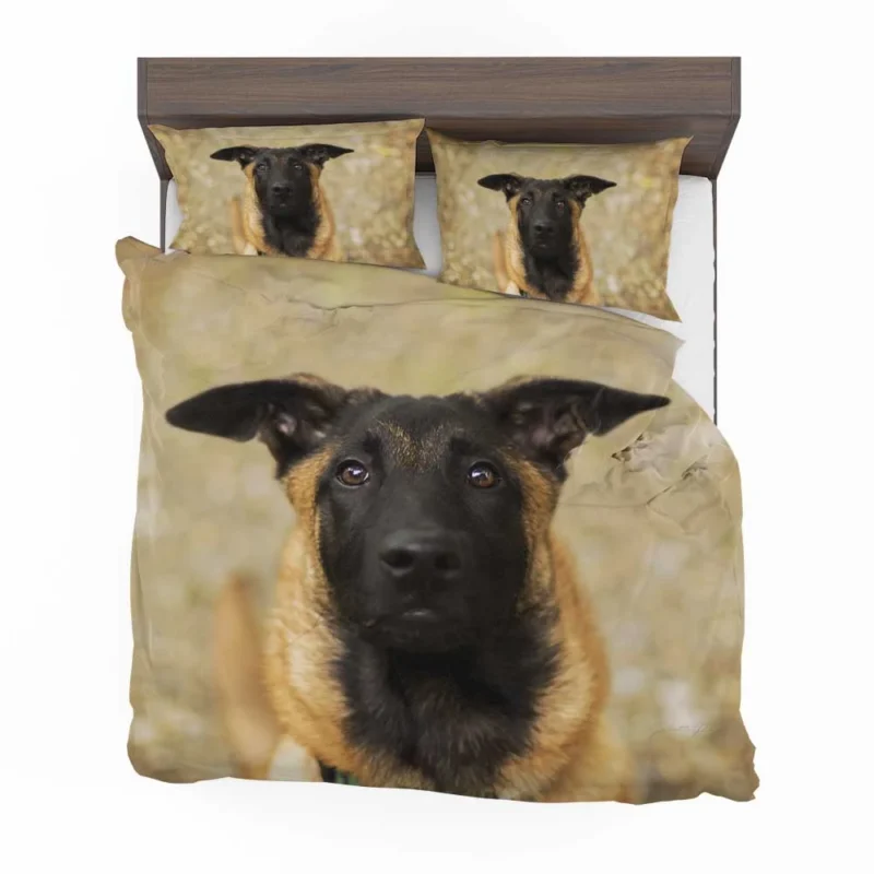 The Versatile Belgian Breed: Belgian Malinois Bedding Set 1