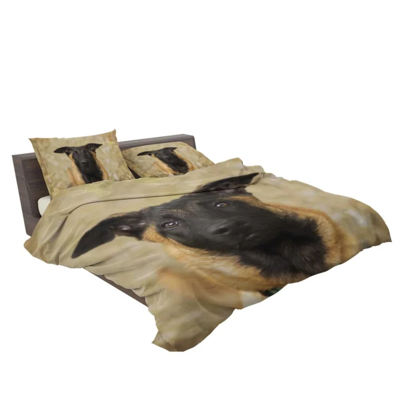 The Versatile Belgian Breed: Belgian Malinois Bedding Set 2