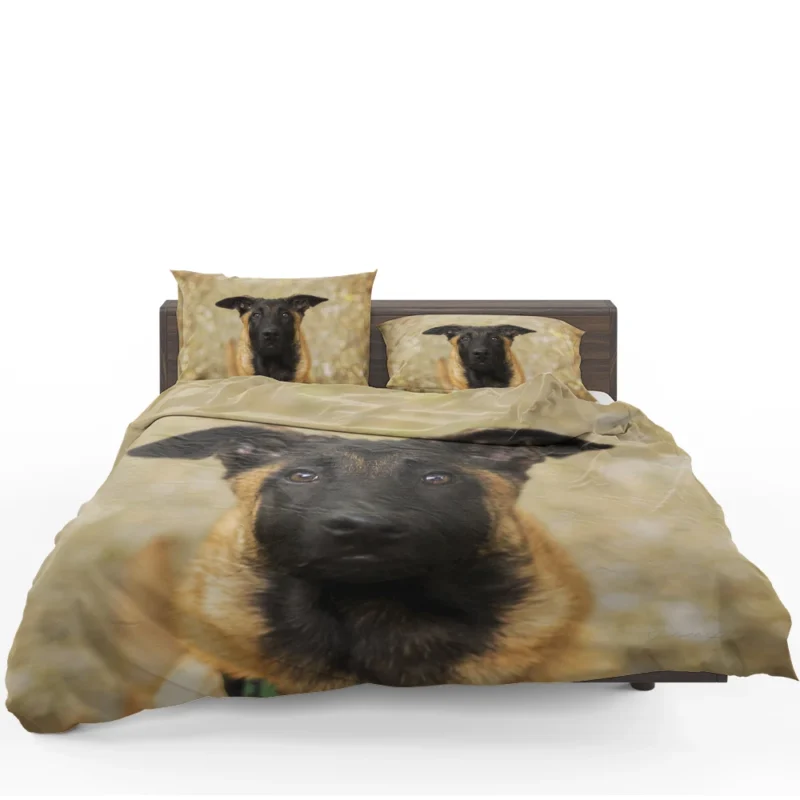 The Versatile Belgian Breed: Belgian Malinois Bedding Set