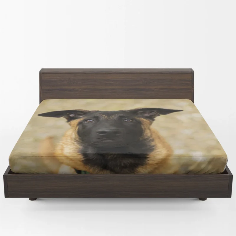 The Versatile Belgian Breed: Belgian Malinois Fitted Sheet 1