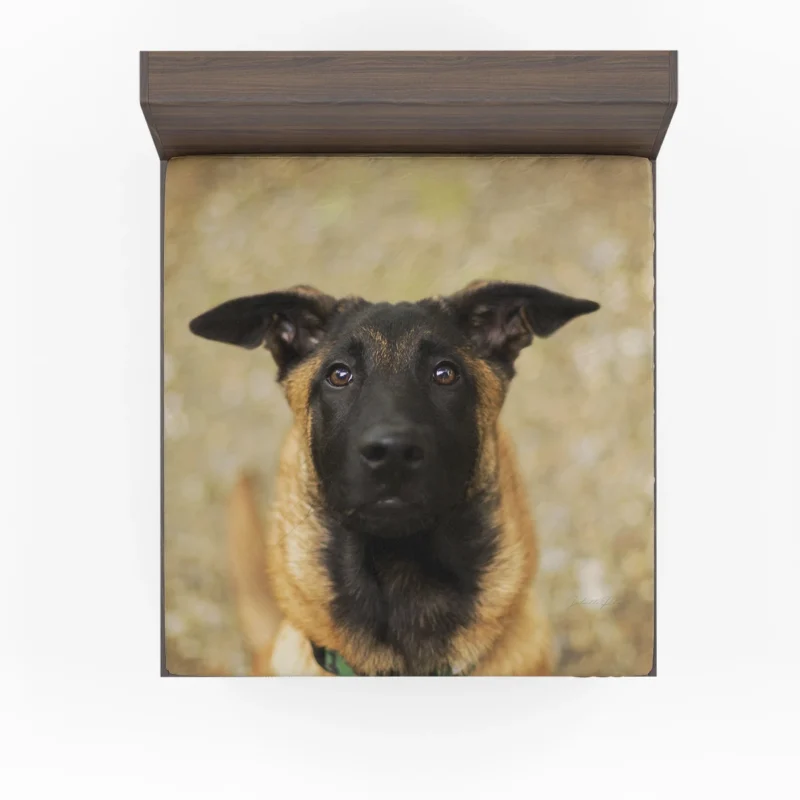 The Versatile Belgian Breed: Belgian Malinois Fitted Sheet