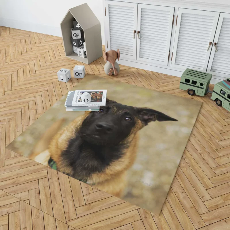 The Versatile Belgian Breed: Belgian Malinois Floor Rug 1