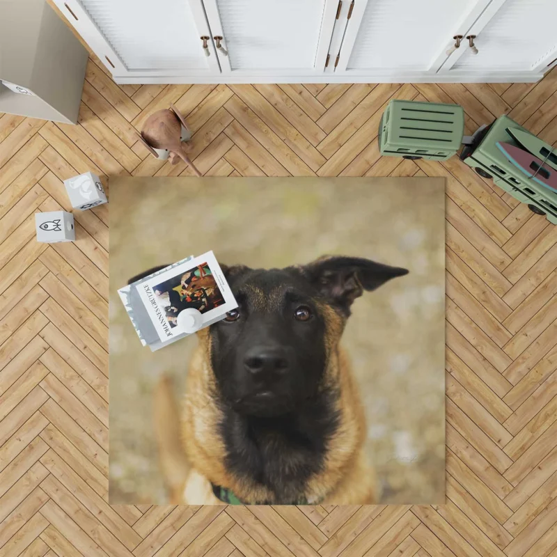 The Versatile Belgian Breed: Belgian Malinois Floor Rug