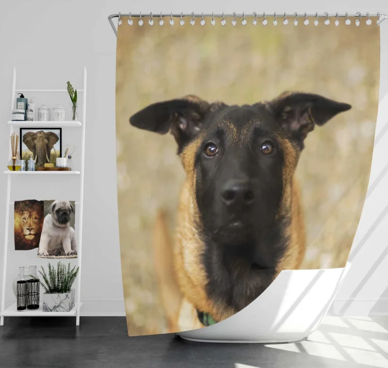 The Versatile Belgian Breed: Belgian Malinois Shower Curtain