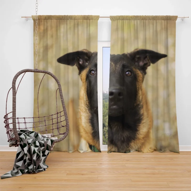 The Versatile Belgian Breed: Belgian Malinois Window Curtain