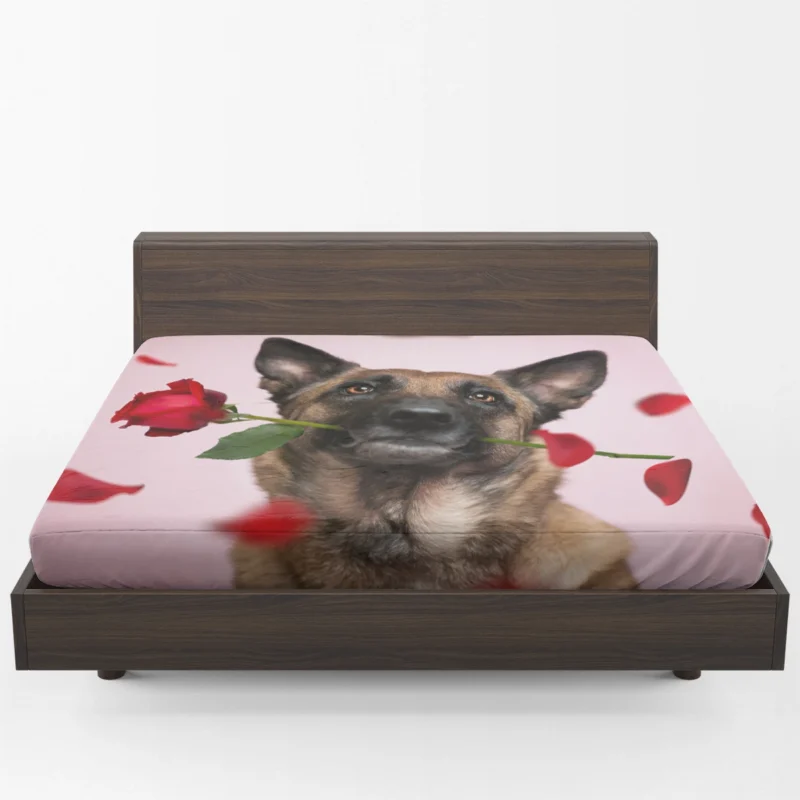 The Versatile Belgian Shepherd: Belgian Shepherd Fitted Sheet 1