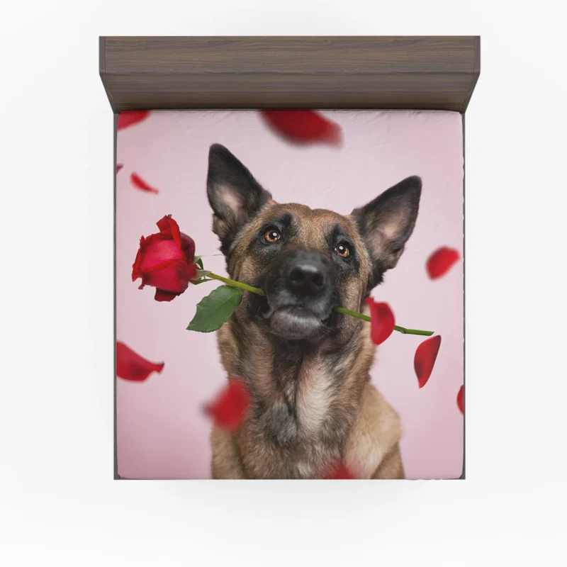 The Versatile Belgian Shepherd: Belgian Shepherd Fitted Sheet