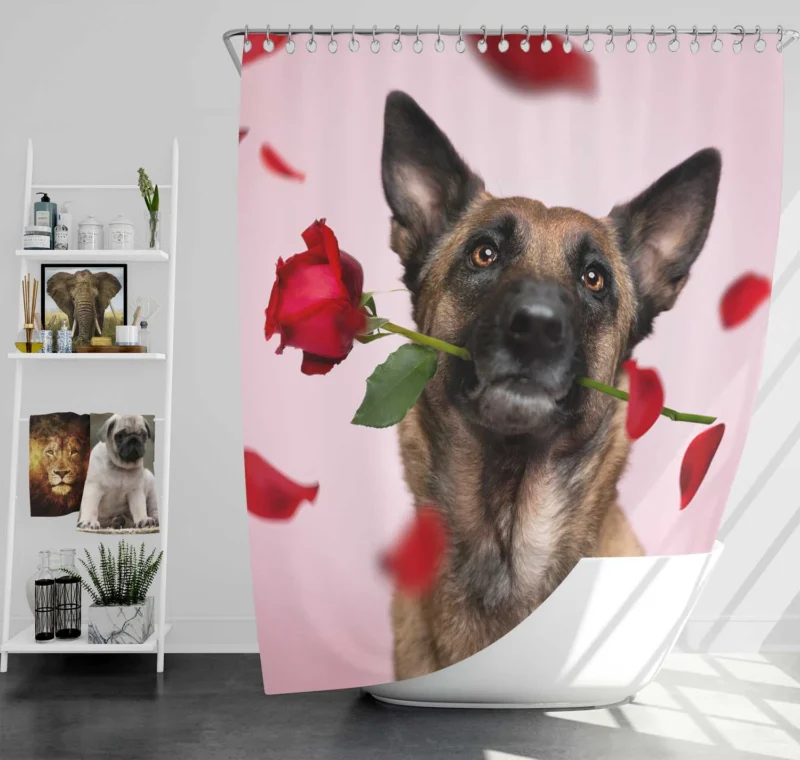 The Versatile Belgian Shepherd: Belgian Shepherd Shower Curtain