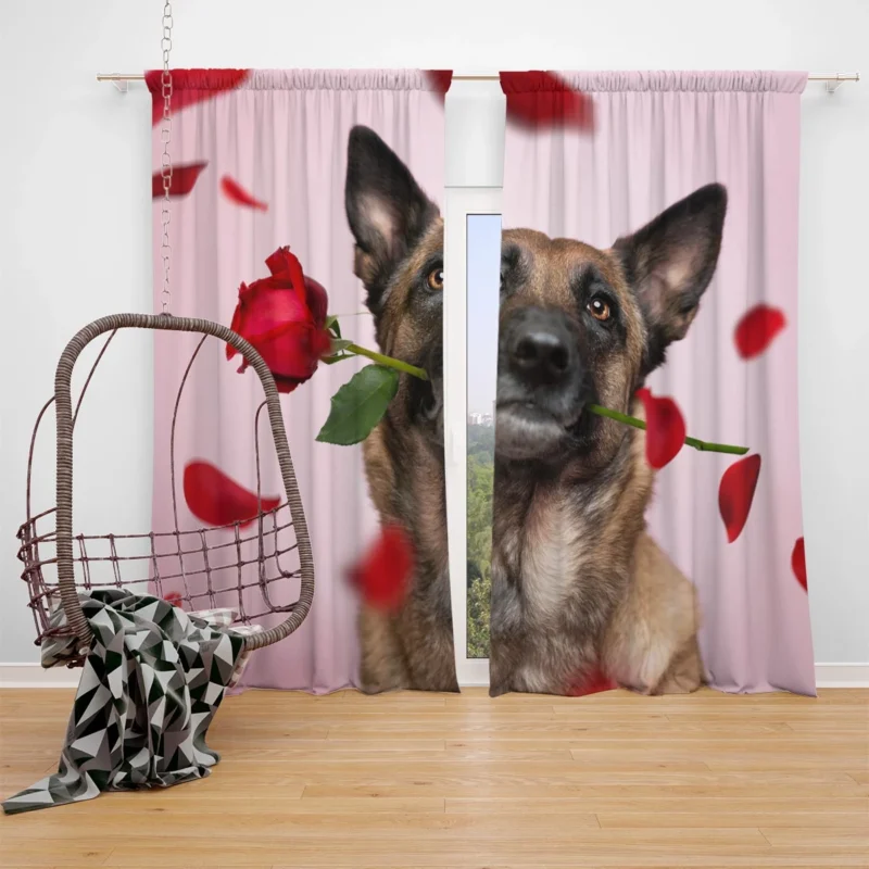 The Versatile Belgian Shepherd: Belgian Shepherd Window Curtain