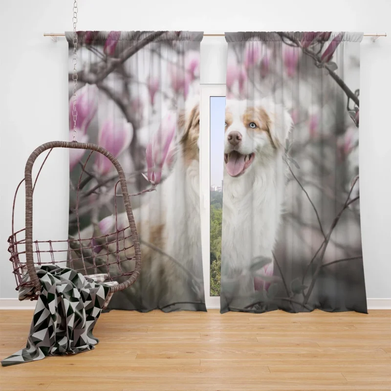 The Versatile and Energetic Breed: Australian Shepherd Window Curtain