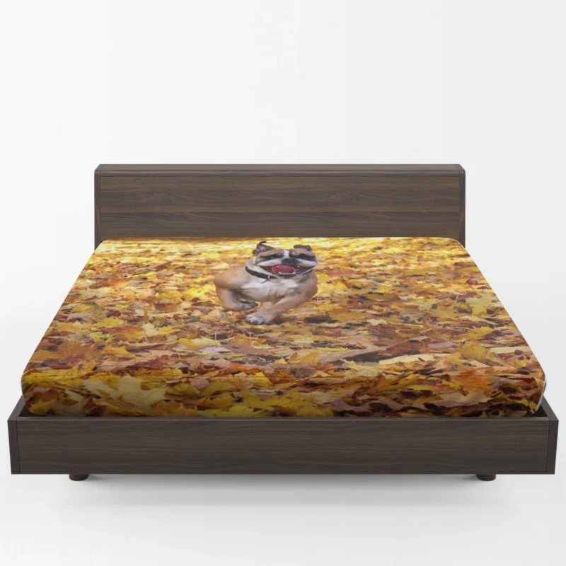 Timeless Bulldog Beauty: Bulldog Quartet Fitted Sheet 1