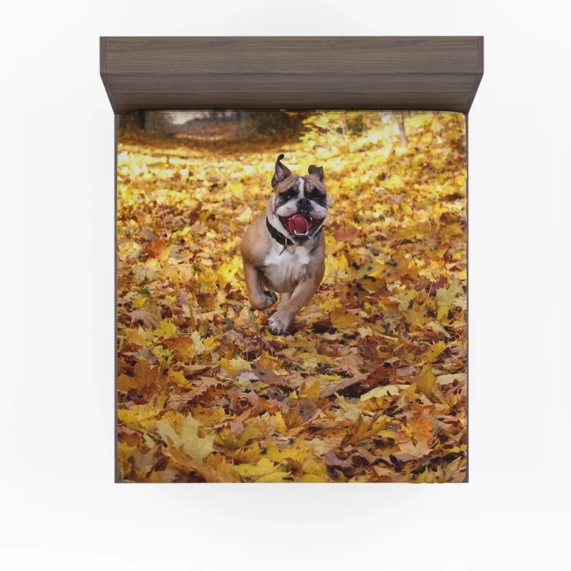 Timeless Bulldog Beauty: Bulldog Quartet Fitted Sheet