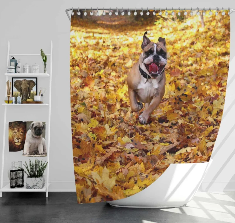 Timeless Bulldog Beauty: Bulldog Quartet Shower Curtain