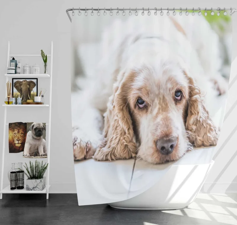 Timeless Spaniel Beauty: Cocker Spaniel Quartet Shower Curtain