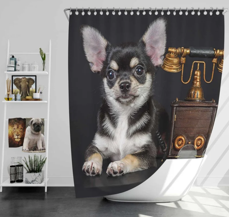 Tiny Treasures: Chihuahua Quartet Shower Curtain