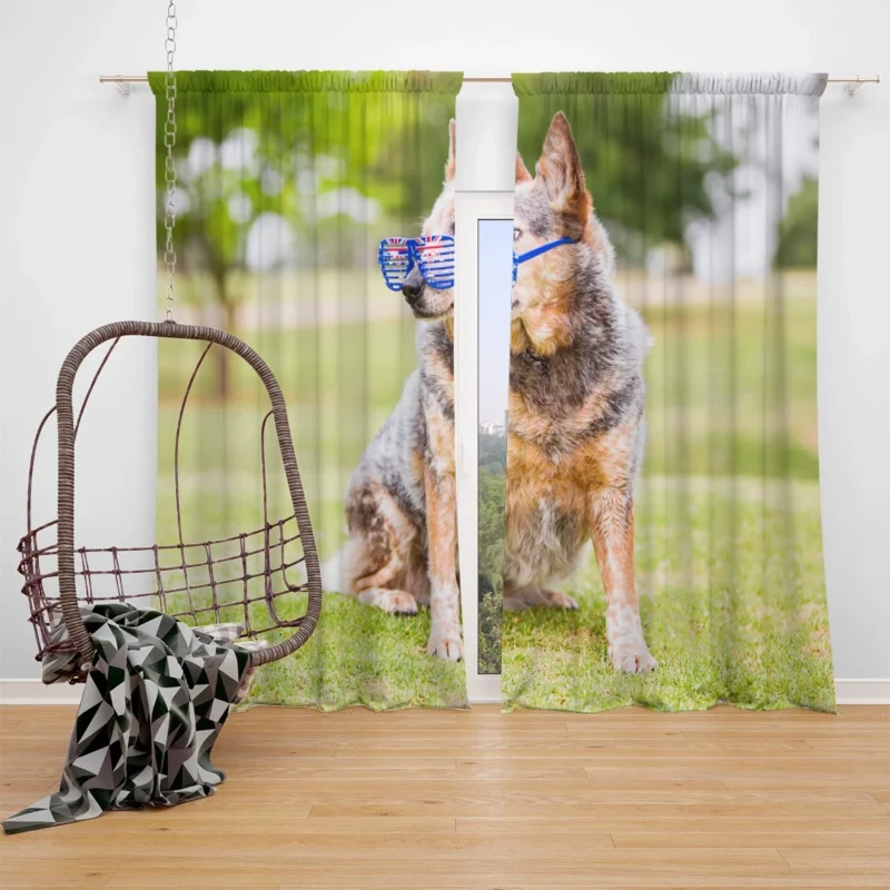 Transforming into an Aussie Look: Australian Cattle Dog Window Curtain