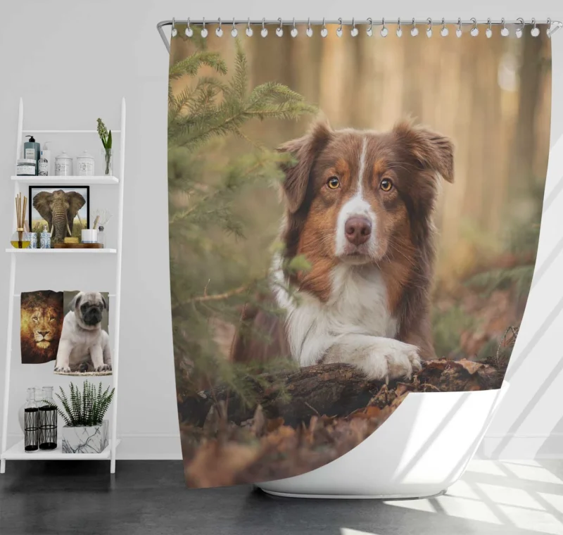 Versatile Canine Companion: Australian Shepherd Shower Curtain