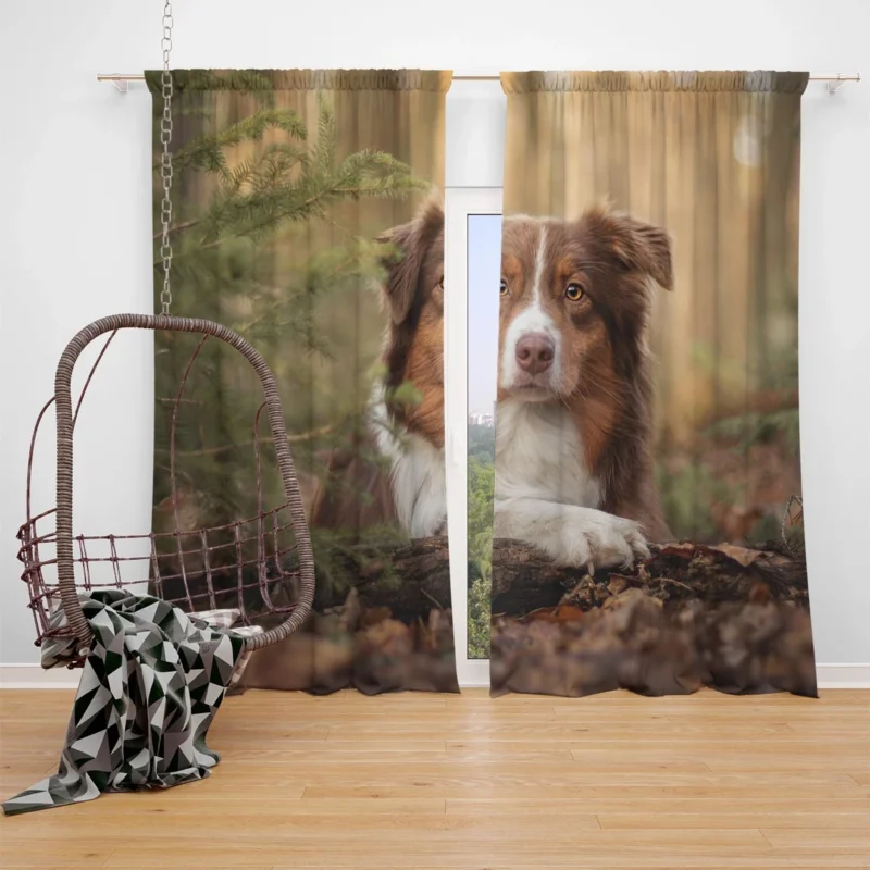 Versatile Canine Companion: Australian Shepherd Window Curtain