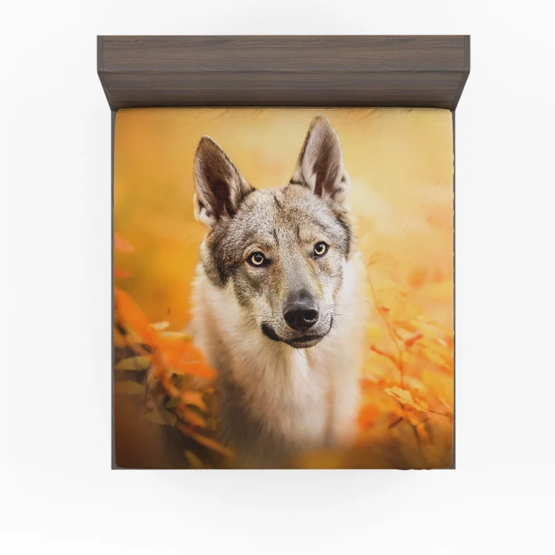 Wilderness in Their Eyes: Wolfdog Quartet Fitted Sheet