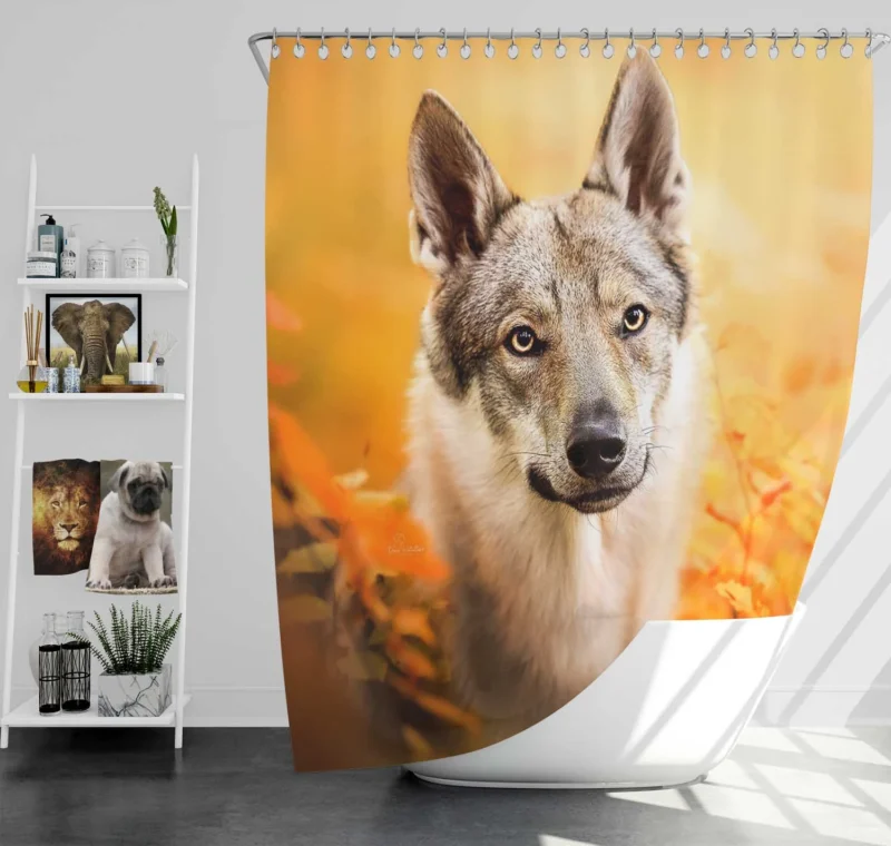Wilderness in Their Eyes: Wolfdog Quartet Shower Curtain