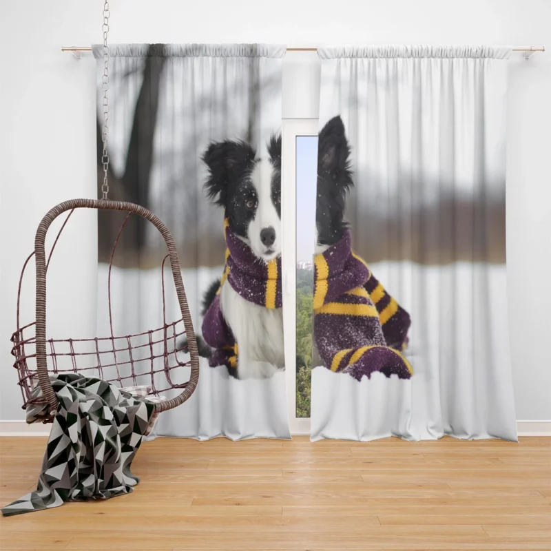 Winter Scarf Beauty with Depth Of Field: Border Collie Window Curtain