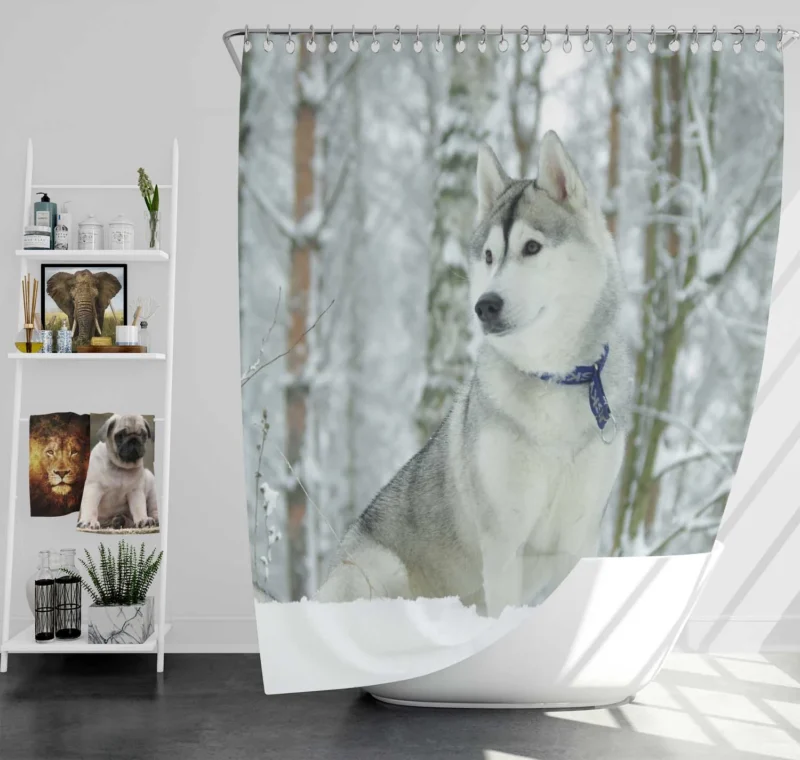 Winter Wonderland: Siberian Husky Quartet Shower Curtain