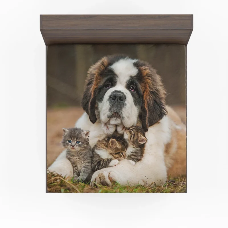 With a Playful Cat and Kitten: St. Bernard Fitted Sheet