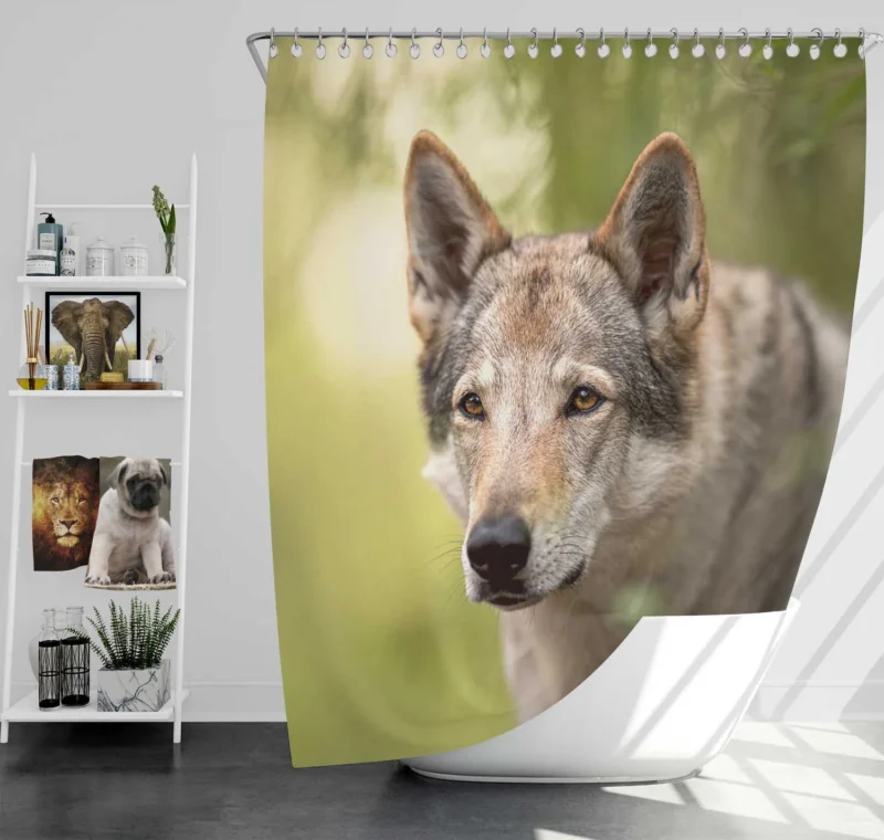 Wolfish Grace: Czechoslovakian Wolfdog Quartet Shower Curtain