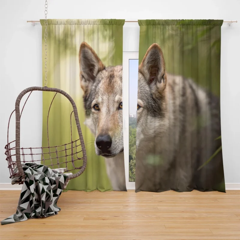 Wolfish Grace: Czechoslovakian Wolfdog Quartet Window Curtain