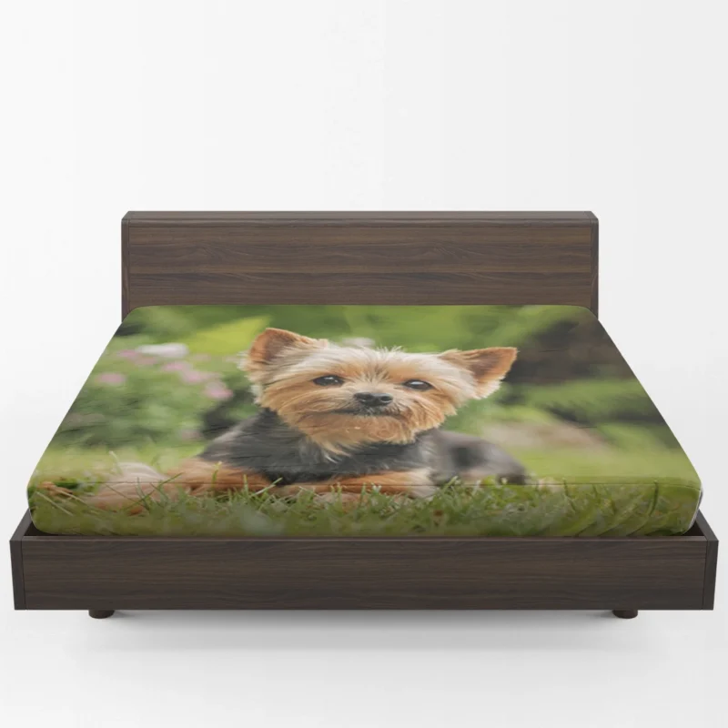 Yorkshire Terrier Charm in the Grass: Cute Yorkie Fitted Sheet 1